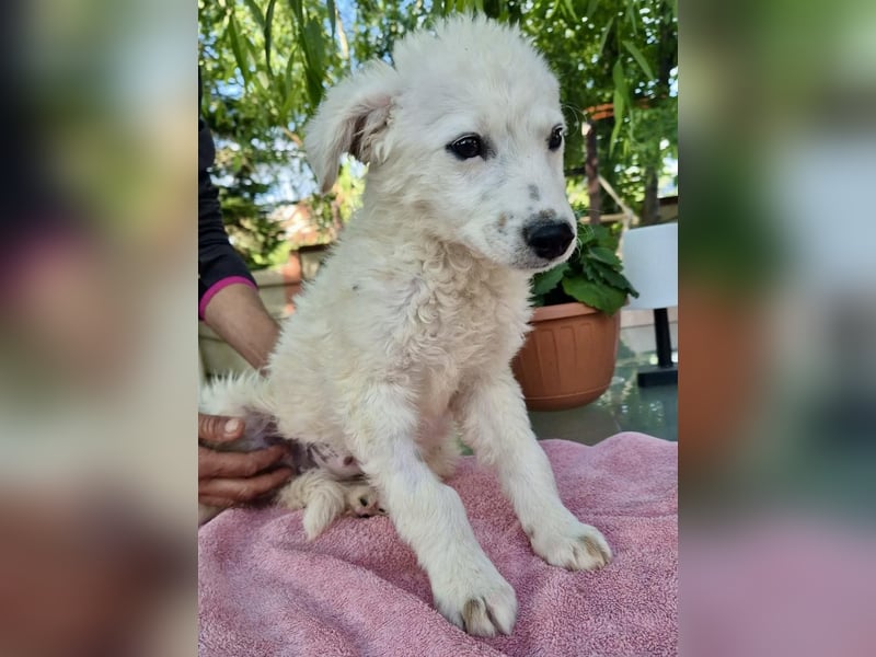 Pearl – kleines Wunder sucht ihre Familie