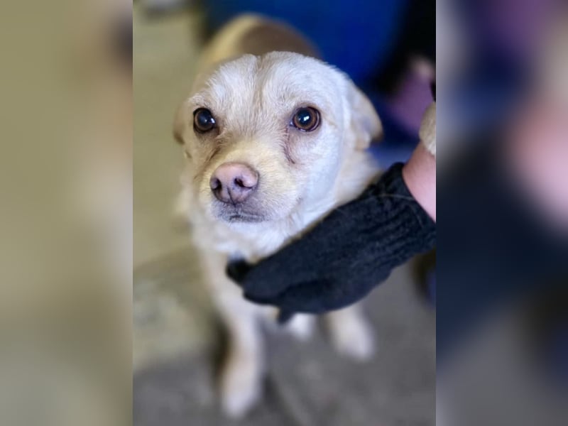 Kleines, zartes Männlein Justus