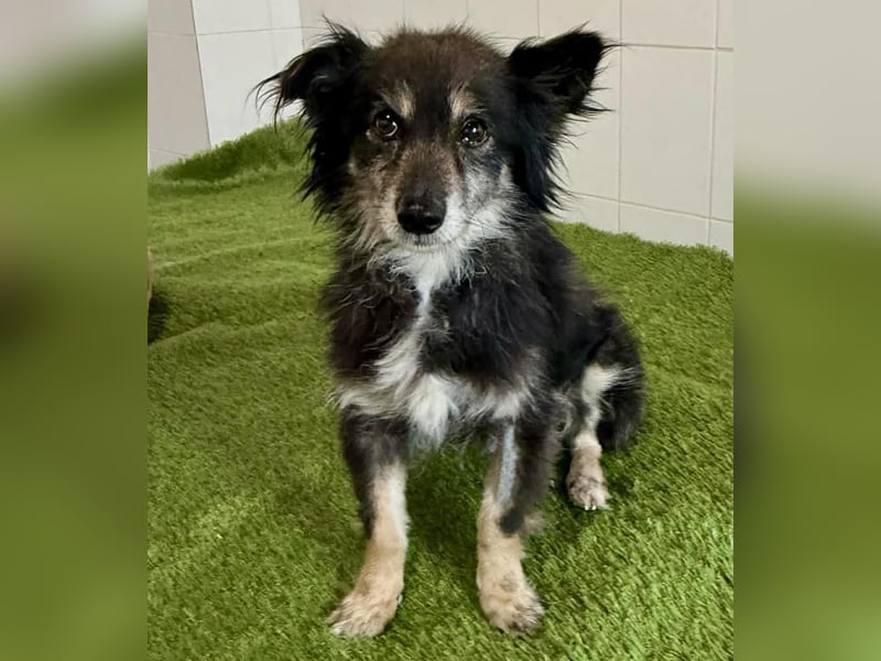 Katzenverträgliches Schmusemäuschen Hope