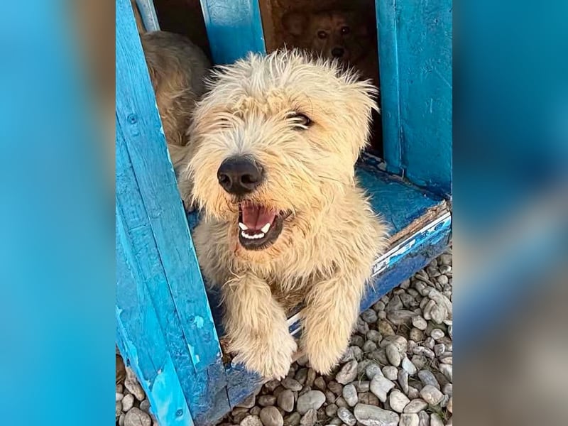 Cooper, plötzlich ist sein Zuhause weg...