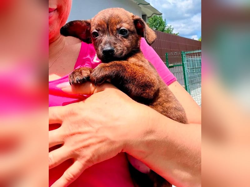 Nisha, kleines Mädchen sucht ihr großes Glück