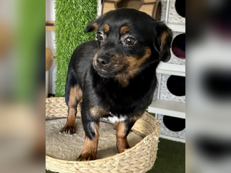 Katzenverträgliches Mini Mäuschen Gretchen