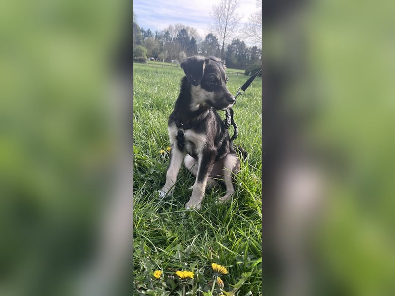 Kurti - Welpe sucht liebevolles Zuhause