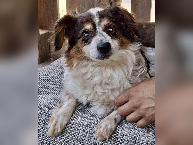 Kleine, sanfte 8 kg Hündin Amber