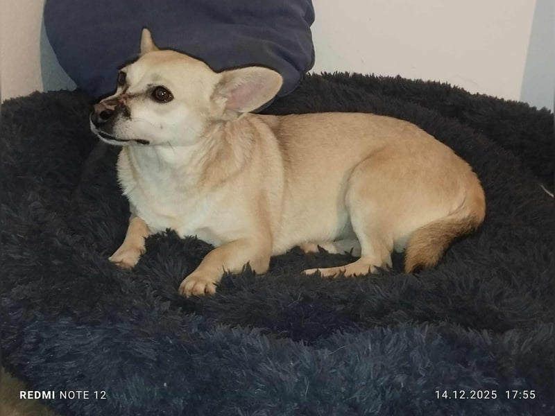 Kleine tapfere Bianca sucht ihre Familie