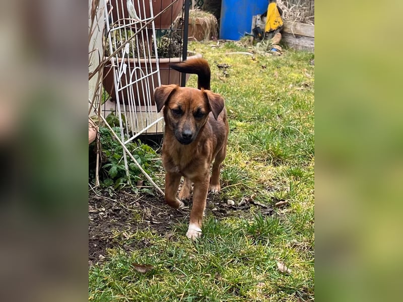 Kleine Allrounderin Nika sucht Familienanschluss