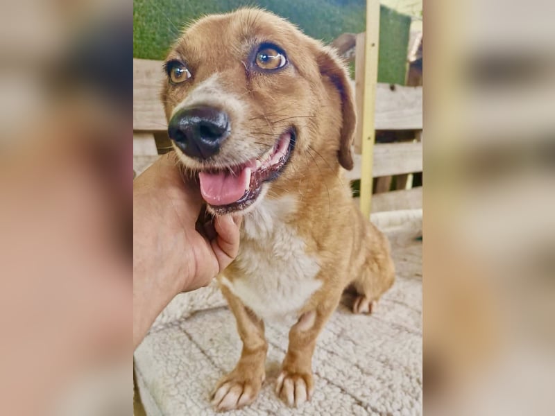 Tapsy, kleines Herz sucht Geborgenheit