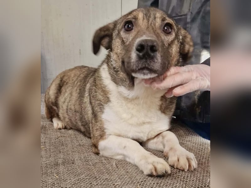 Ramon...ein Herz auf 4 Pfötchen....