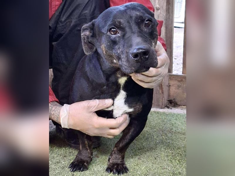 Kleine Ginny – Von der Kette ins Glück