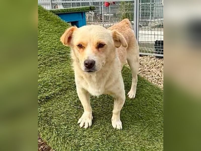 Theo, kleine Knutschkugel sucht seine Familie