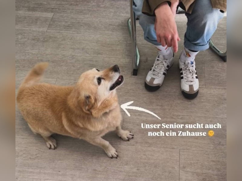 Kleiner Noah sucht liebevolles Zuhause