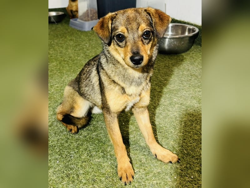 Zartes Hundemädchen Netty