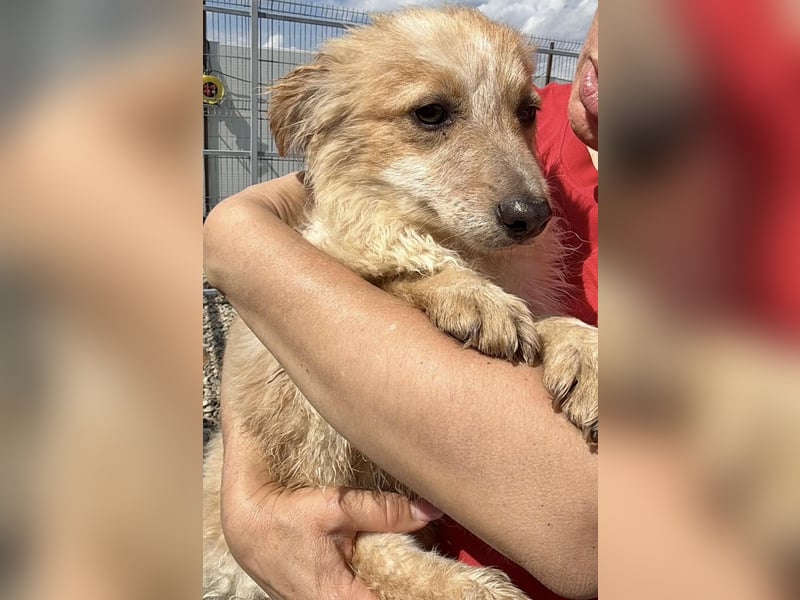 Lani – kleines Hundekind auf der Suche nach Geborgenheit