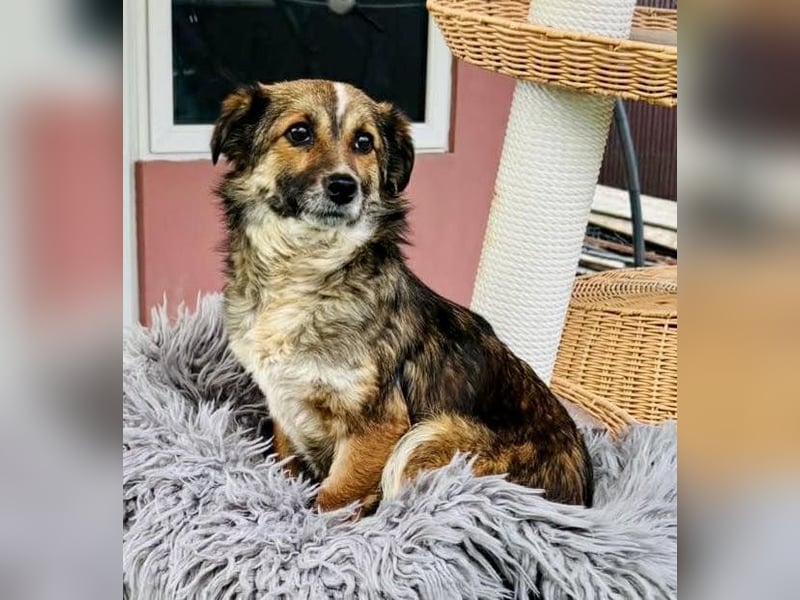 Katzenverträglichen Minimäuschen Ina