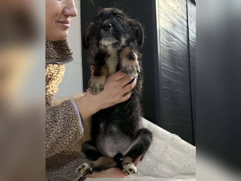 Zuckersüsses kleines Welpenmädchen Ivy