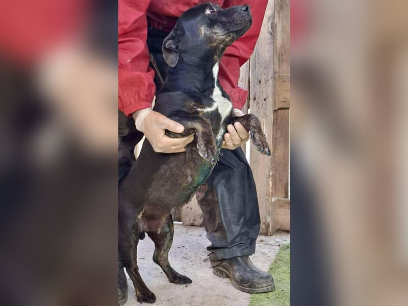 Kleine Ginny – Von der Kette ins Glück