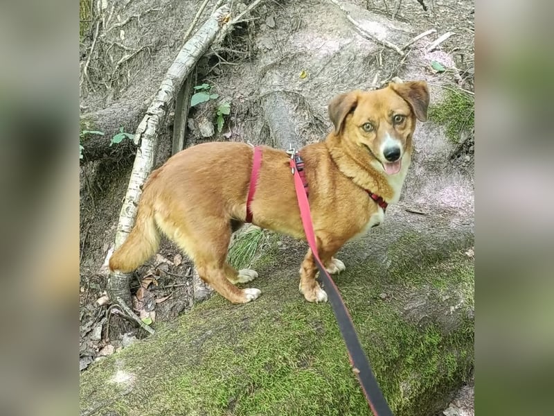 Kuschelmaus Tapsy sucht ihr Glück