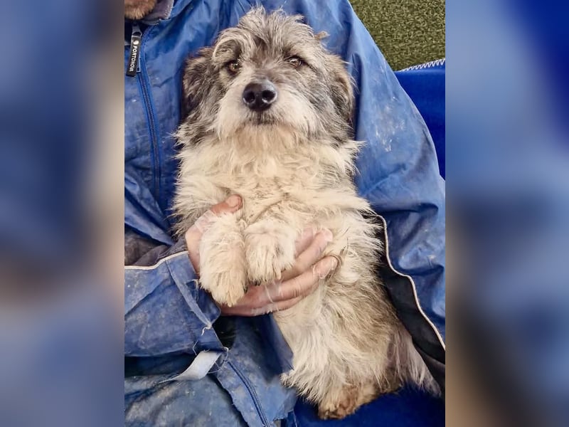 Kleiner Scottie sucht sein Glück