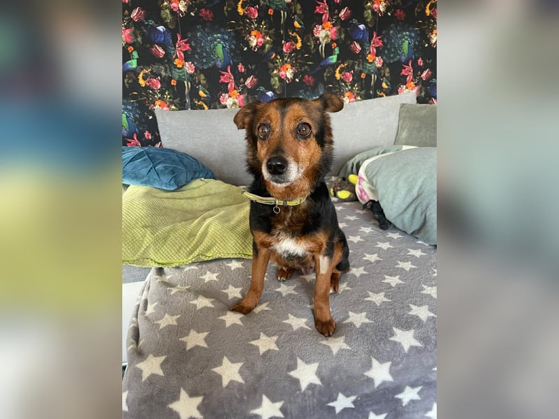 Liebesbedürftige Linn sucht Für-Immer-Zuhause