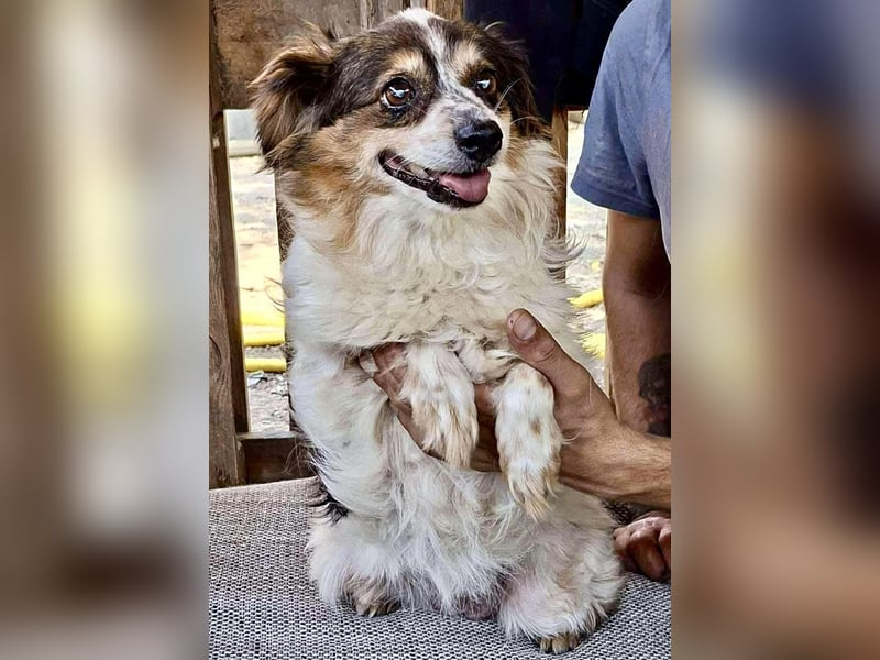 Kleine, sanfte 8 kg Hündin Amber