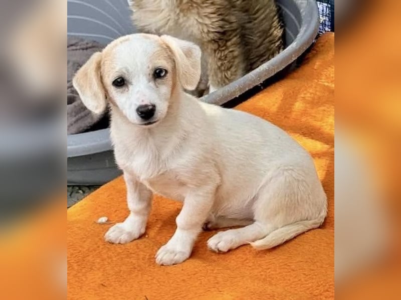 Susi – kleines Welpenmädchen sucht ihr Happy End