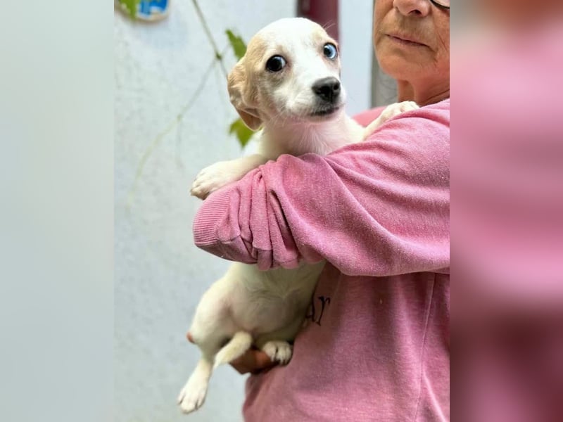 Susi – kleines Welpenmädchen sucht ihr Happy End