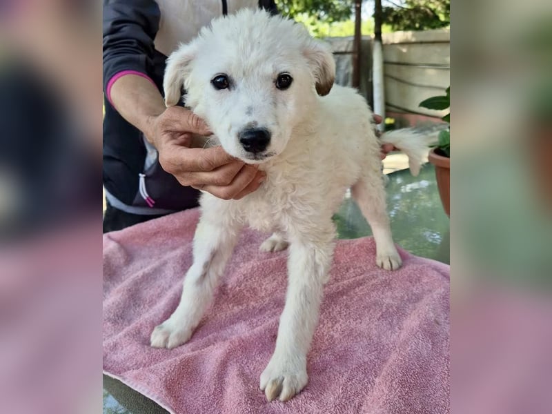 Pearl – kleines Wunder sucht ihre Familie