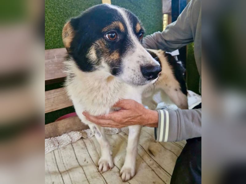 Duddly , fröhlicher Sonnenschein sucht seine Familie