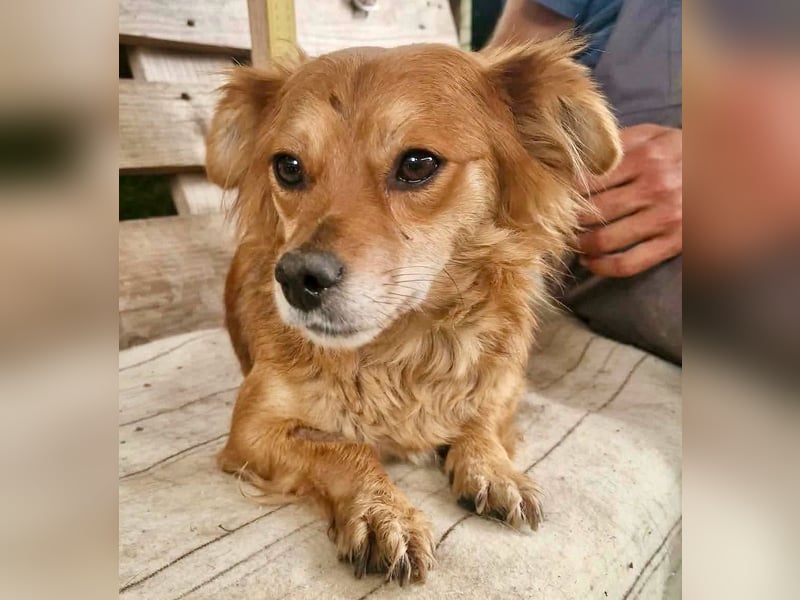 Kleine Leni sucht ein liebevolles Zuhause