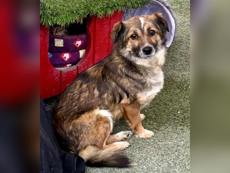 Katzenverträglichen Minimäuschen Ina