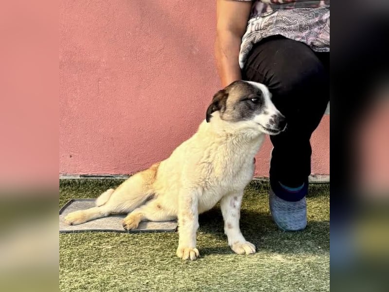 Katzenverträglicher Sonnenschein Mailo
