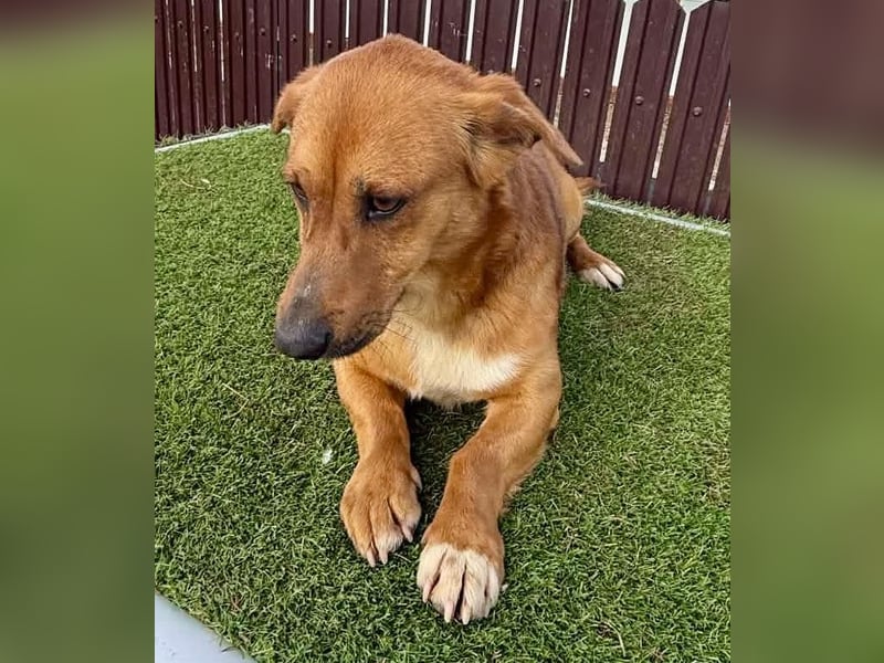 Sanfter Schmuser Wally sucht sein Zuhause
