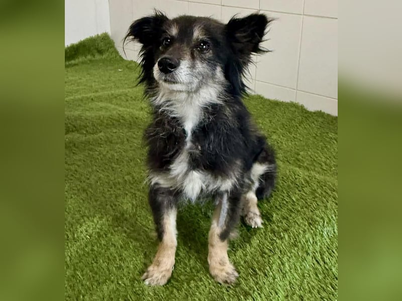 Katzenverträgliches Schmusemäuschen Hope