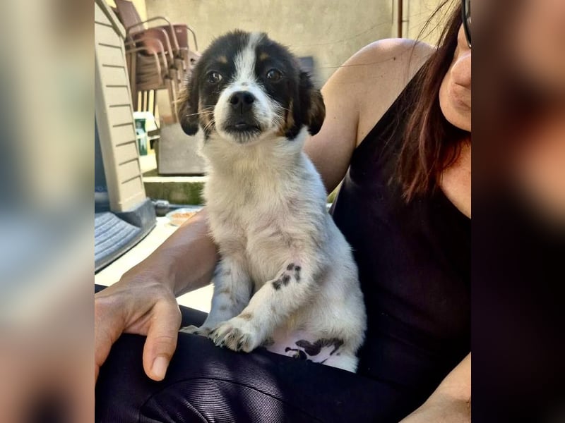 Angelo – kleiner Herzensbrecher sucht seine Familie