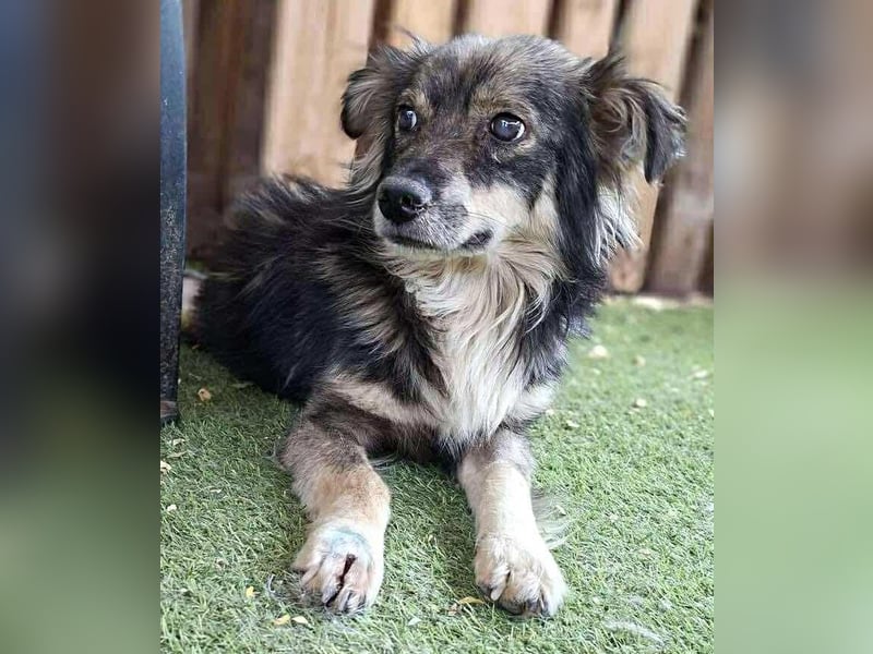 Ilay – junger, menschenbezogener Rüde sucht liebevolles Zuhause