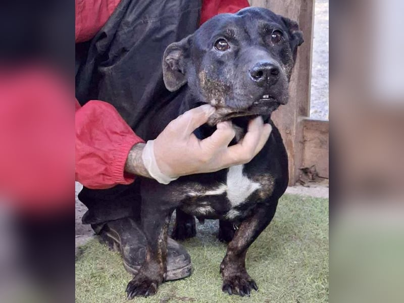 Kleine Ginny – Von der Kette ins Glück