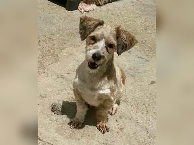 Carino – kleiner Herzenshund sucht seine Menschen