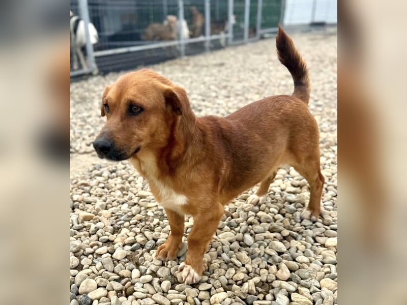 Sanfter Schmuser Wally sucht sein Zuhause