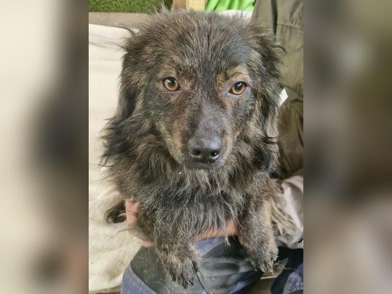 Eddie – kleine verletzte Seele sucht Menschen mit Herz und Geduld