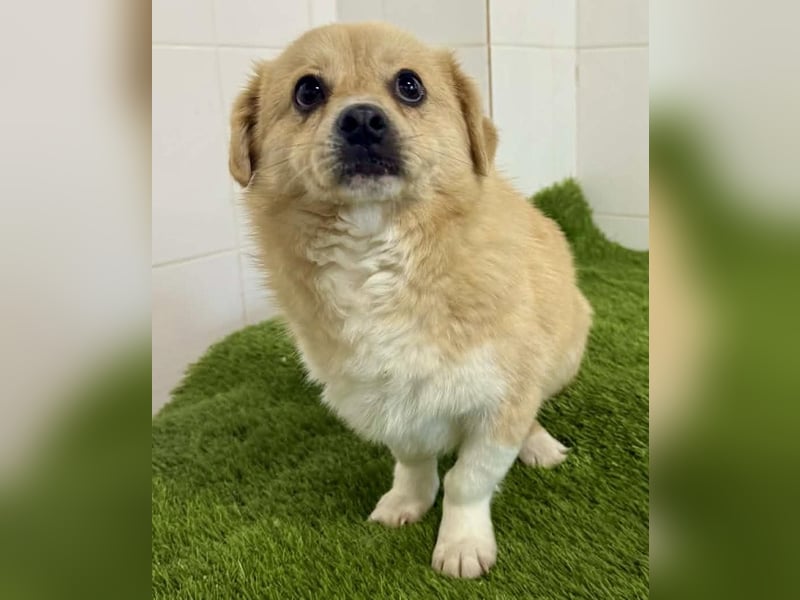 Katzenverträgliches Mini Männlein Capper