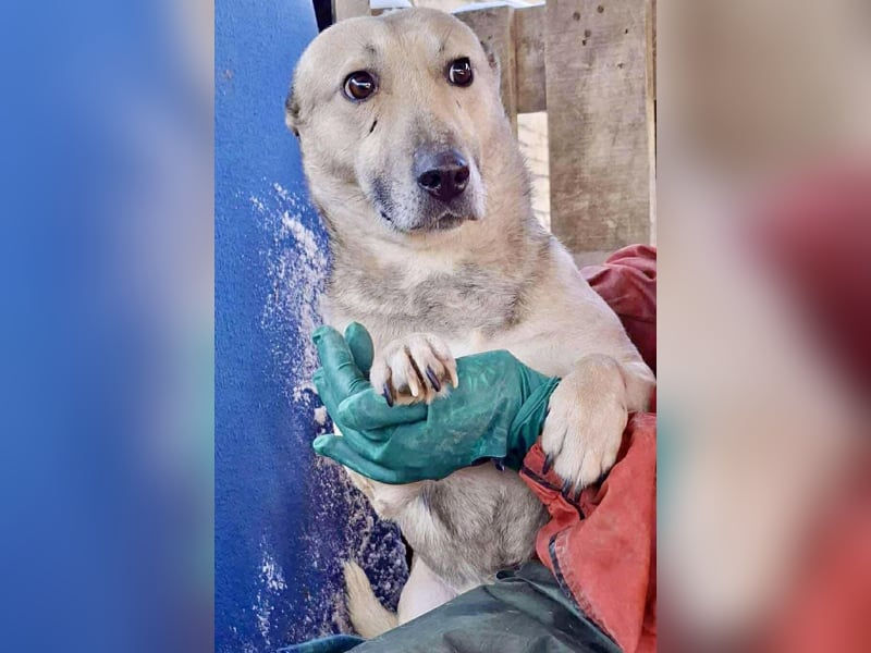 Kleiner ängstlicher Hundebub Balou