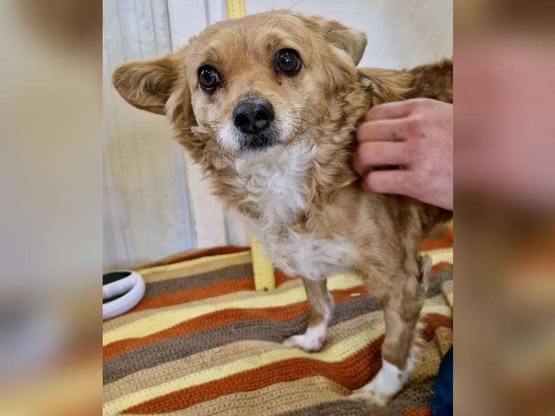 Liebe, kleine Schmusemaus Maya