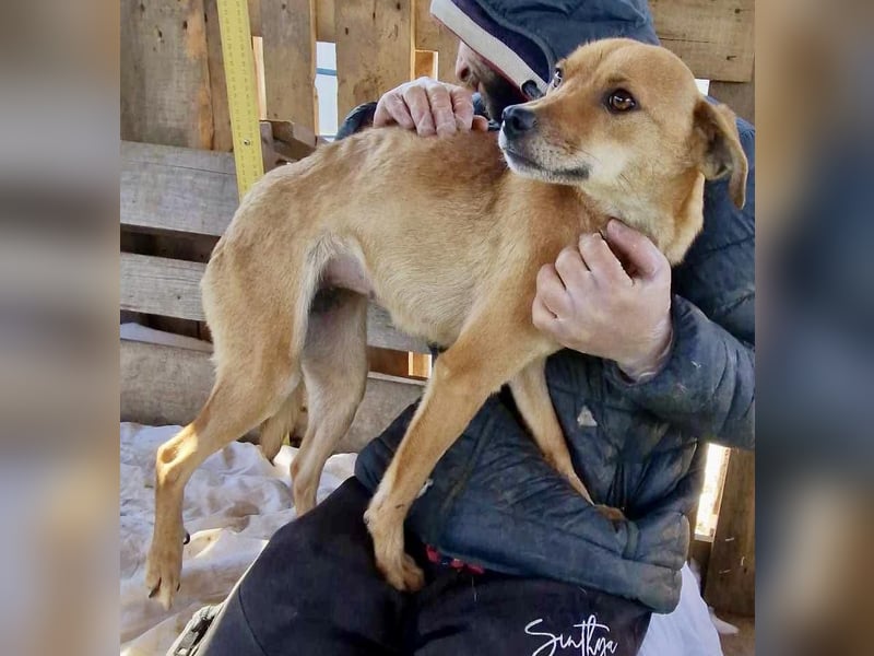 Coco - freundliche Schmusemaus