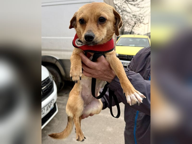 Katzenfreundliches Mini Mäuschen Stella