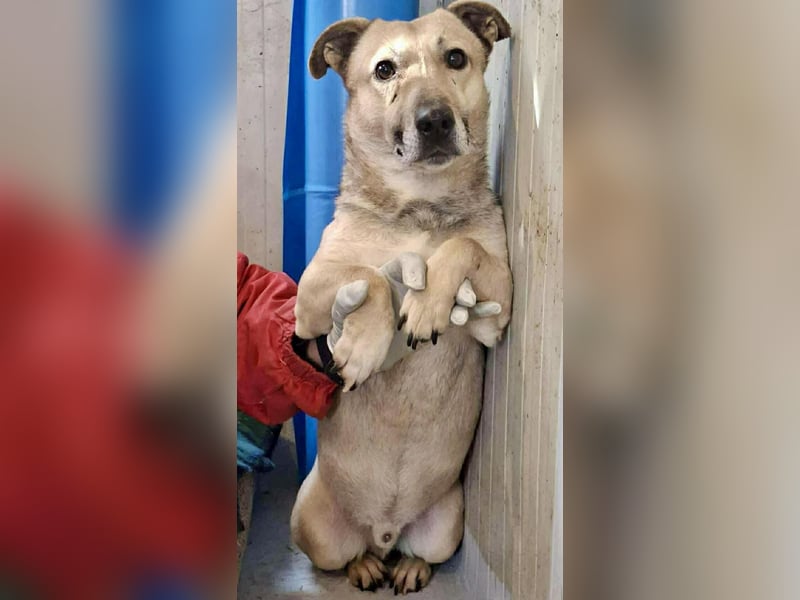 Kleiner ängstlicher Hundebub Balou