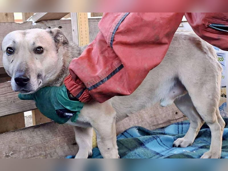 Kleiner ängstlicher Hundebub Balou