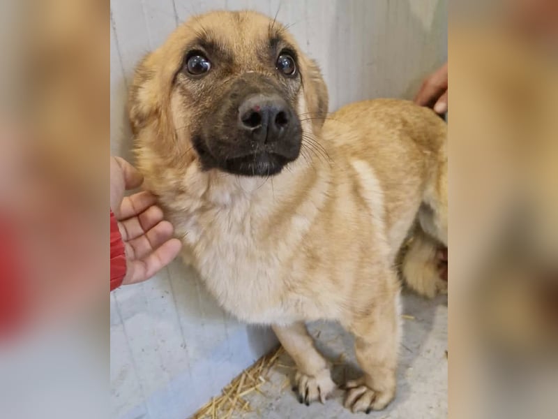 Super sanfte Pfötchengeberin Ava