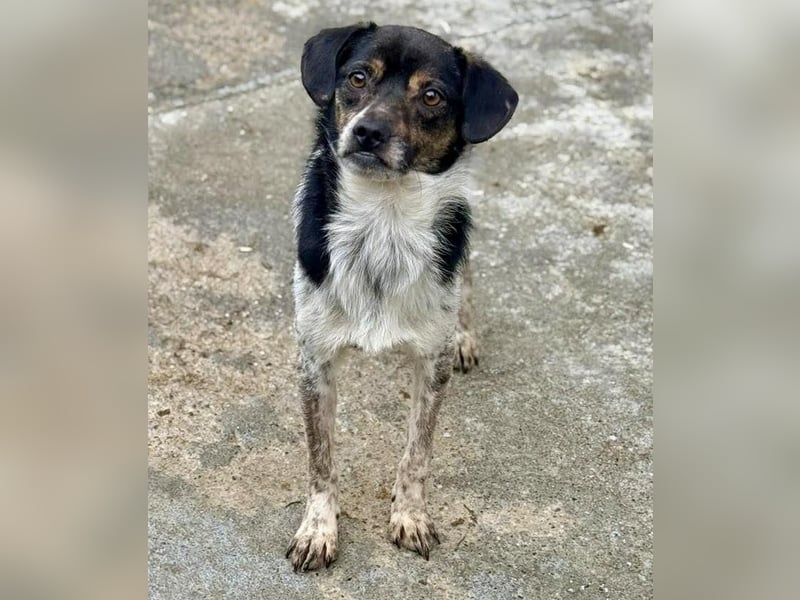 Sensibler, freundlicher Louie