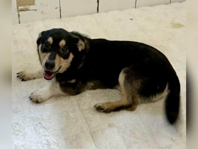 Kleiner Sonnenschein Aris…