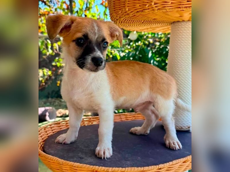 Teddy, kleinbleibender Welpenjunge sucht seine Familie